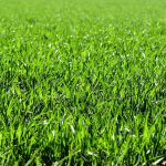 Il fertilizzante per erba fornisce una bella superficie erbosa